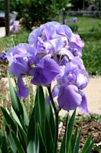 Purple Iris Flowers Picture | Free Photograph | Photos Public Domain