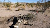 New clues may shed light on killings of wild burros in Mojave Desert