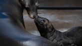 Point Defiance Zoo & Aquarium flipping with joy as it celebrates its first-ever birth of a sea lion