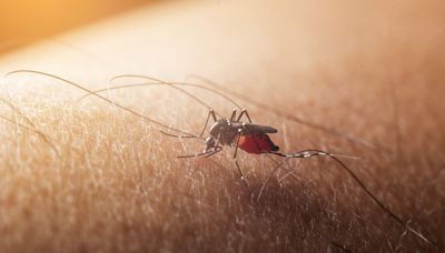 The first human case of West Nile Virus in Tennessee in 2024 was detected in a Shelby County resident