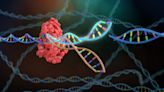 99% gene transmission: China's CRISPR tool boosts food security