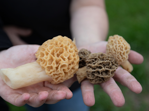 Morel mushroom season underway in Ohio. Where are the best spots to find them? Use this map