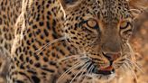 Sir David Attenborough's new wildlife series Mammals debuts on US TV tonight