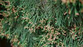 How to Grow and Care for Eastern Red Cedar