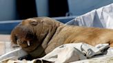 Freya the 700kg wayward walrus destroys boats but delights Norwegians