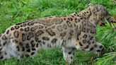 'Proof' Big Cat of Cumbria exists as DNA found on mauled sheep