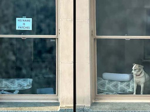 Adorable dog in downtown Dallas window reminds us of the power of pets and neighborly ways