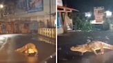 Crocodile takes a walk amid rain on Maharashtra city road, video goes viral