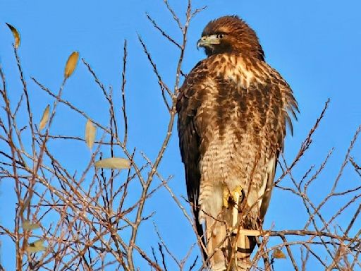 Behold the real source of ‘bald eagle’ cries in movies; video