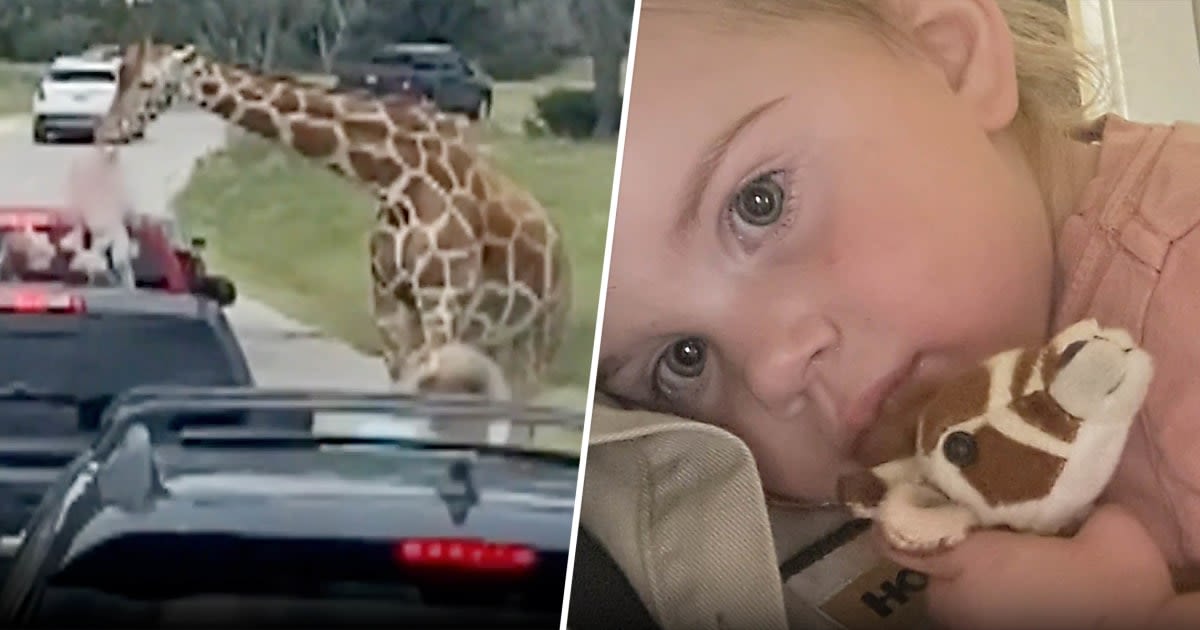 Video captures shocking moment when giraffe lifts toddler into the air at drive-thru safari park in Texas