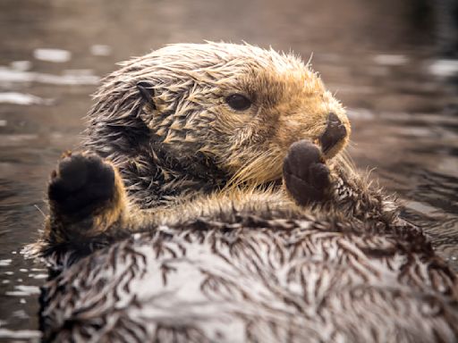 Rosa, Monterey Bay Aquarium's oldest otter and a social media star, dies at 24