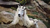 Irate mountain goats are killing dogs on popular Utah hiking trails