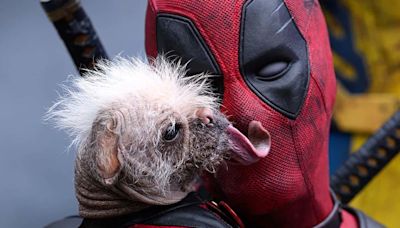 Deadpool & Wolverine: Meet Dogpool, Winner of Britain's Ugliest Dog Award