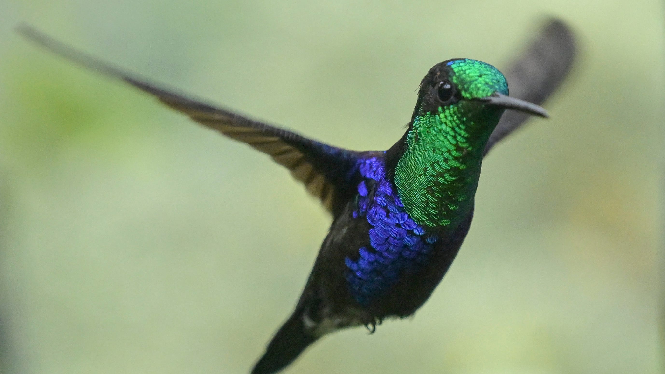 When do Hummingbirds leave? As migration starts, how to spot the flitting fliers