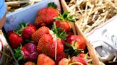 Strawberry picking season is here. Here's where to pick them in Massachusetts