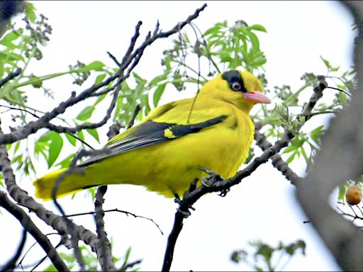 記錄大湳公園黃鸝 野鳥學會直播