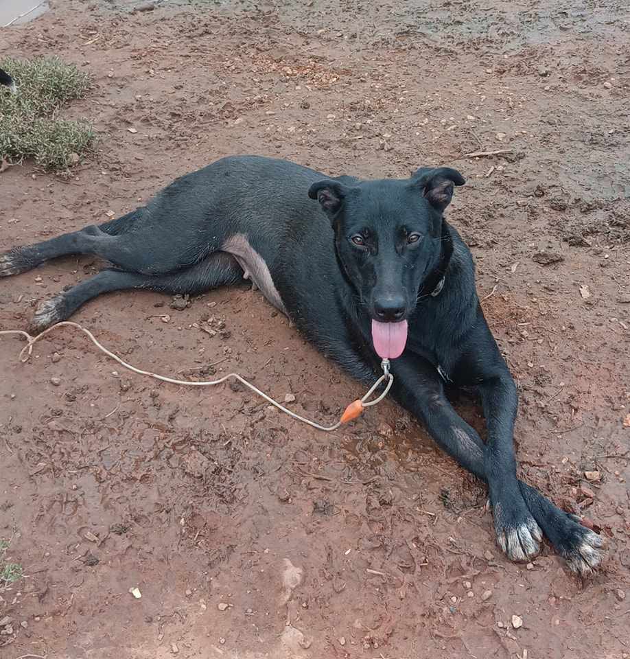 Oklahoma Dog Goes On First Walk After Spending Her Life In A Shelter