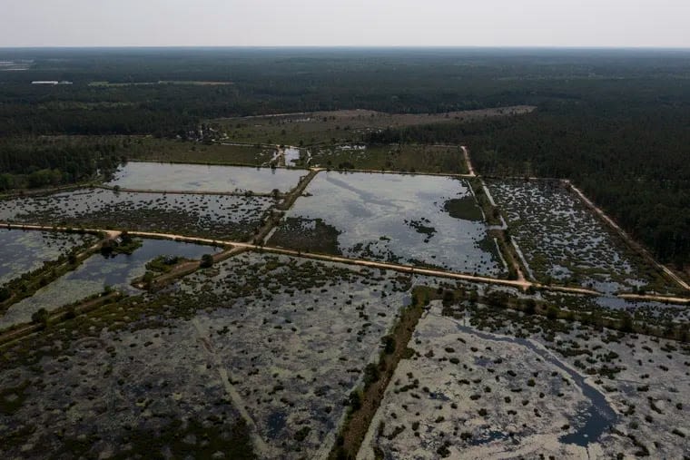 Explore the Pine Barrens | Outdoorsy Newsletter