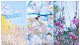 中科崴立櫻花公園，滿滿的櫻花盛開中！