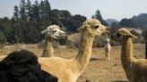 Bird flu detected in alpacas in US for the first time