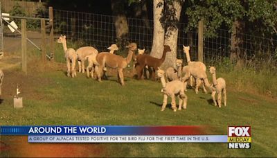 Alpacas Affected By Bird Flu For First Time In The U.S. - WFXB