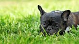 French Bulldogs' Pure Joy Over Freshly-Cut Grass Is the Energy Everyone Deserves