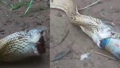 Watch: Cobra Swallows Cough Syrup Bottle In Bhubaneswar, Internet Salutes Rescue Team - News18