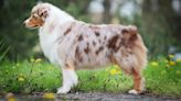 Australian Shepherd's Major Fail at Sheep Herding Class Is Both Hilarious and Impressive