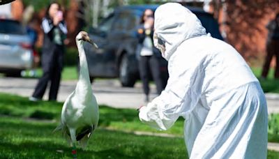 Endangered whooping crane back with Wilmette organization after separated from migrating flock