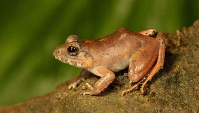 Endangered Charles Darwin’s frog exhibits unique upside-down spawning behaviour