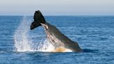 Sperm whales live in clan systems similar to early humans, Dalhousie study says