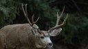 British Columbia Records First Instances of Chronic Wasting Disease in a Whitetail and a Mule Deer