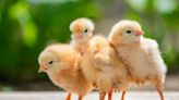 Chicks link shapes with 'bouba' and 'kiki' sounds just like humans