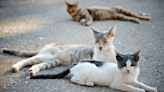 How many is too many? Local county worried about the population of cats