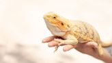 CDC: Salmonella Outbreak Linked to Pet Bearded Dragons