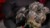 Baby woodpeckers saved from storm damage in the north Twin Cities metro