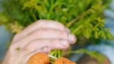 10 Best Carrot Companion Plants to Grow for a Bigger Harvest