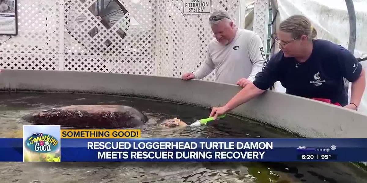 Something Good: Rescued loggerhead turtle Damon meets rescuer during recovery