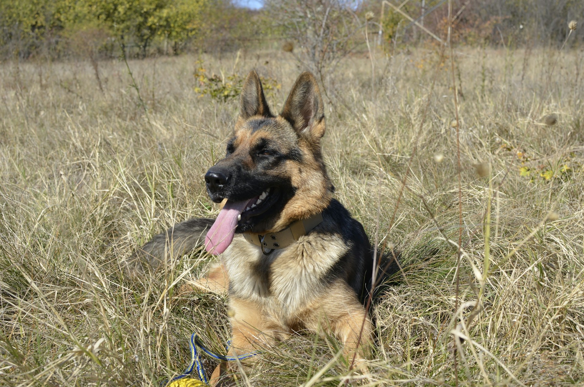 German Shepherd Bound And Left To Die In Canyon Creek - Canyon News