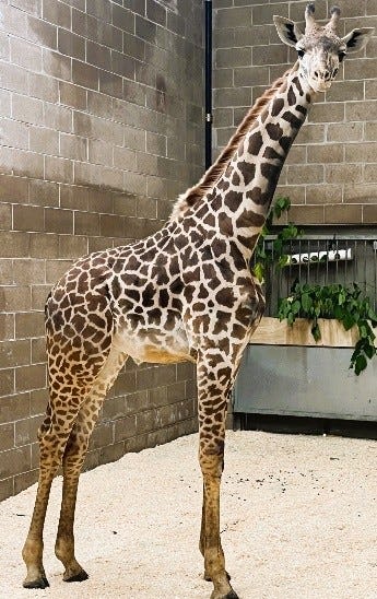 The newest arrival to Roger Williams Park Zoo is tall, powerful and endangered. Meet Enzi.