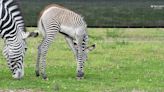 Roxie the zebra is the first animal born at St. Louis Zoo's WildCare Park