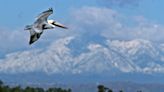 Scores of starving brown pelicans found on Southern California beaches