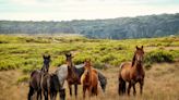 Feral horses in Australia's high country are damaging peatlands, decreasing carbon stores