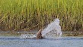 New dolphin species discovered along SC coast, study shows. What makes them unique