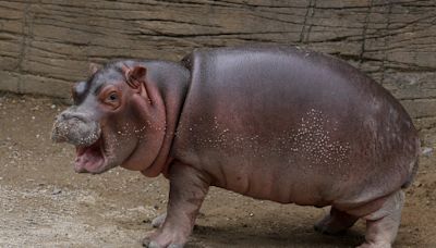 The internet has fallen in love with baby hippo Moo Deng