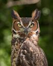 Great horned owl