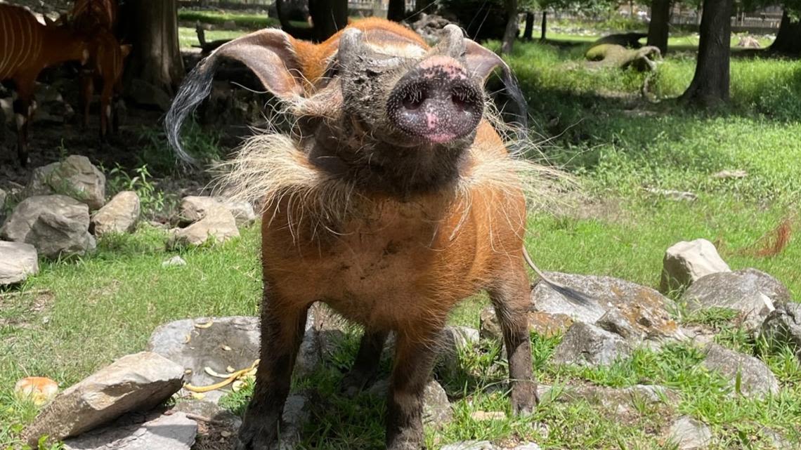 Memphis Zoo mourns death of beloved red river hog Buddy