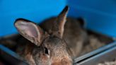 July is Adopt a Rescued Rabbit Month, these tips will help create a smooth transition