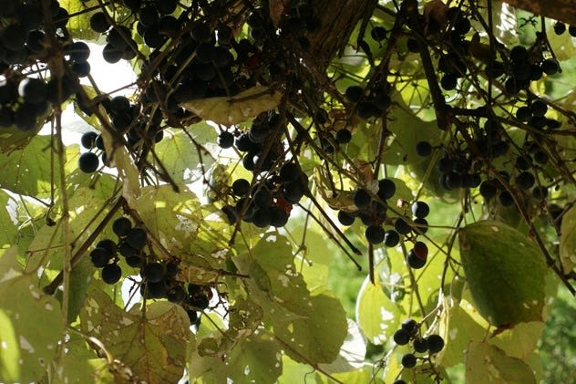 Can you eat Texas wild grapes? Sure, go wild. Here are the types that grow in the state.