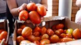 La Nación / Precio del tomate sigue por “las nubes”, mientras se prevé buena cosecha